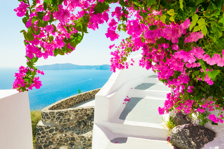 Beautiful terrace with pink flowers on Santorini island, Greeceの写真素材