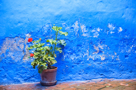 Blue painted wall and flower in the clay pot. の写真素材