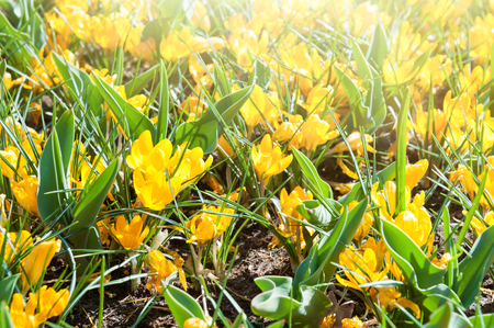 Blooming yellow crocuses in spring. Selective focusの写真素材