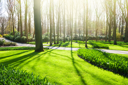 Trees, green grass and flowers in the park in springの写真素材
