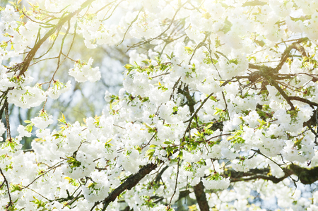 Blooming jasmine tree with white flowers in springの写真素材