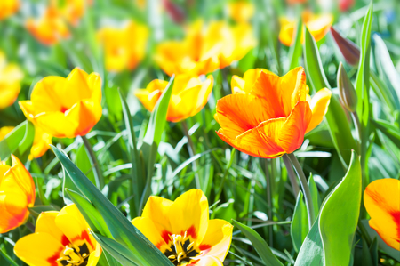 Blooming yellow tulips close up. Selective focusの写真素材