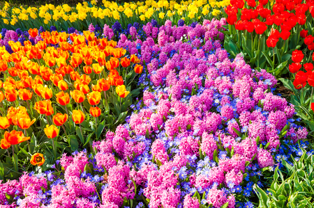Blooming hyacinth and tulips flowers. Beauriful spring natureの写真素材