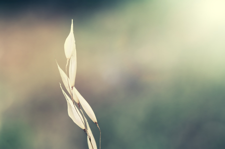 Macro image of oat plant with blurred nature background. Shallow depth of field, vintage filterの写真素材