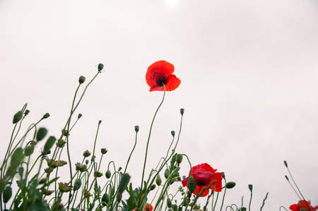 Red poppy flowers in spring. Shallow depth of fieldの写真素材