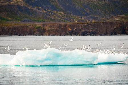 Seagulls on the iceberg, western Greenlandの写真素材