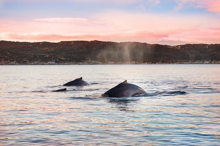 Family of humpback whales in Atlantic ocean, western Greenlandの写真素材