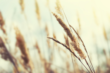Wild grasses in a field at sunset. Shallow depth of field, vintage filterの写真素材
