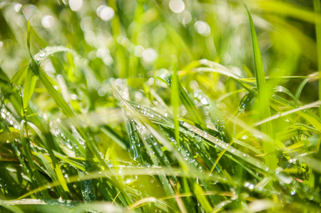 Green grass with morning dew. Blurred nature backgroundの写真素材