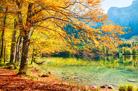 Yellow autumn trees on the shore of Hinterer Langbathsee lake in Austrian Alps.の写真素材