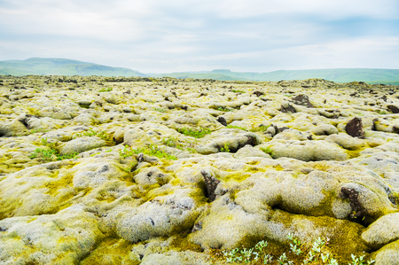 Green moss on the volcanic lava fields in Iceland. Shallow depth of field.の写真素材
