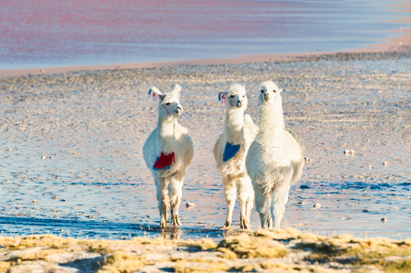Three young alpacas on the shore of Laguna Colorada, Altiplano, Bolivia.の写真素材