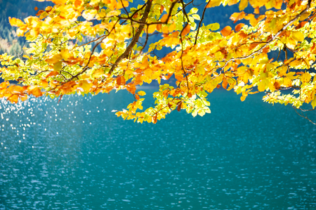 Autumn trees with yellow leaves over the water of lake. Selective focusの写真素材