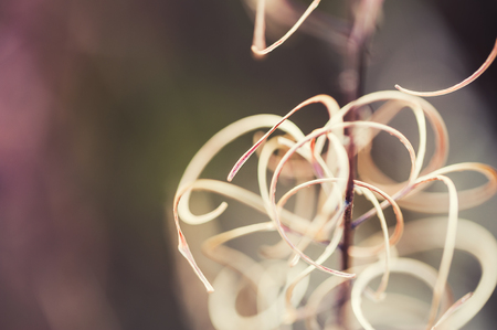Dry grass in autumn forest. Shallow depth of field, vintage filterの写真素材