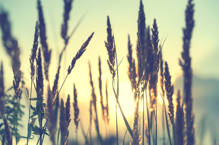 Wild grasses in a field at sunset. Shallow depth of field, vintage filterの写真素材