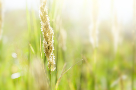 Green grass in a field in summer. Shallow depth of fieldの写真素材