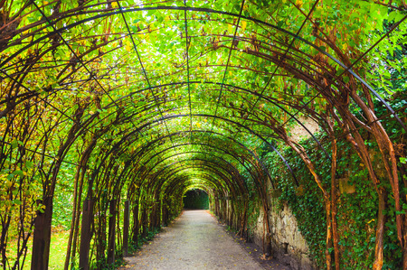 Tunnel of green plants in the park in Salzburg, Austriaの写真素材