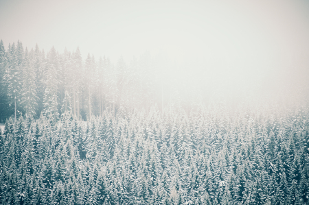Snow-covered forest in a foggy day. Winter nature background, vintage filterの写真素材