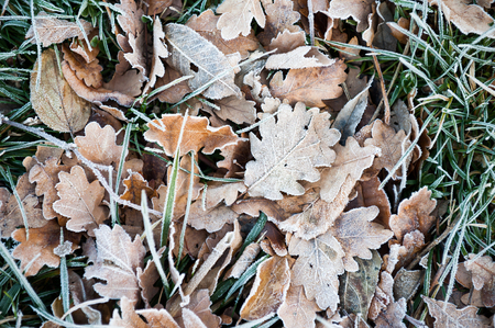 Hoarfrost on the leaves in autumn forest. Beautiful nature backgroundの写真素材