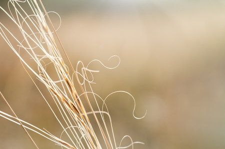 Dry grass in autumn forest. Shallow depth of field. Natural backgroundの写真素材