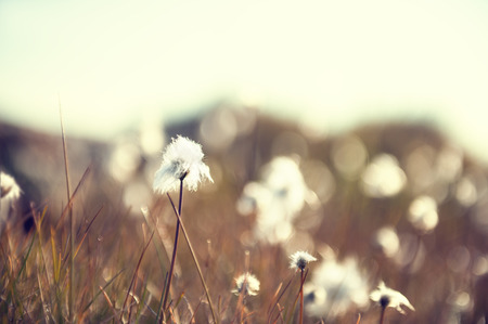 Wild white fluffy plants in Greenland. Macro image, shallow depth of field.の写真素材