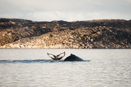 Two humpback whales diving in Atlantic ocean, western Greenlandの写真素材