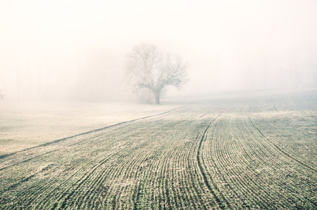 Lonely tree in a field in foggy winter morning. Beautiful winter landscapeの写真素材