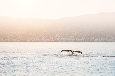 Humpback whale dives showing the tail in Atlantic ocean, western Greenlandの写真素材