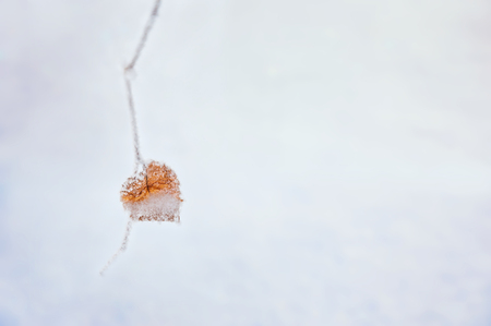 Hoarfrost on the leaves in winter forest. Heart-shaped leaf. Beautiful winter backgroundの写真素材