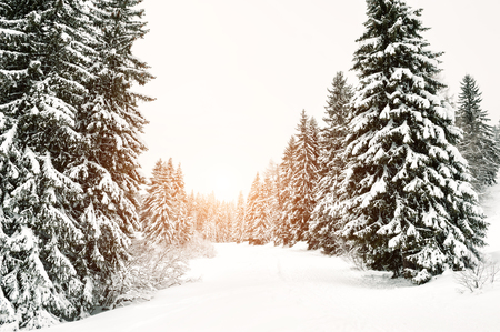 Snow-covered trees in winter forest at sunset. Beautiful winter landscapeの写真素材