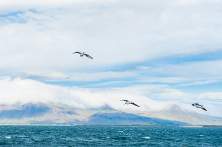 Seagulls soaring over Atlantic ocean near the coast of Reykjavik, Icelandの写真素材