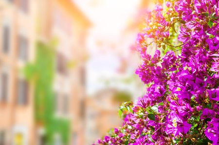 Blooming pink flowers on the street in Rome, Italy. Blurred background, copy spaceの写真素材