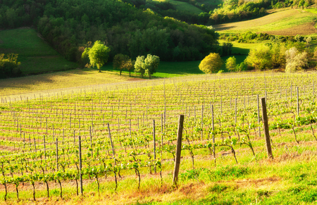 Young vineyards on the hills in Tuscany, Italy. Beautiful spring landscapeの写真素材