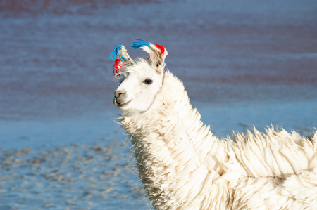 Portrait of white alpaca. Laguna Colorada, Altiplano, Bolivia.の写真素材