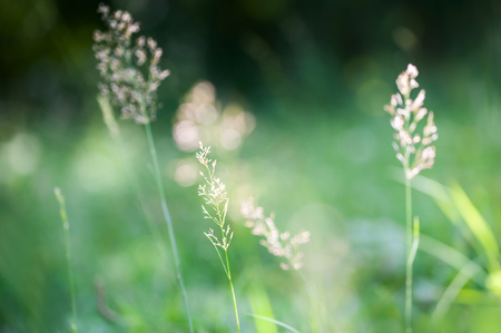 Green grass in the summer forest. Shallow depth of fieldの写真素材