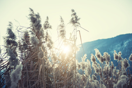 Dry reed grass on the winter lake at sunset. Shallow depth of field, vintage filterの写真素材