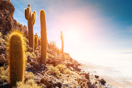 Big cactus on Incahuasi island, Salar de Uyuni salt flat, Altiplano, Bolivia.の写真素材
