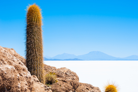 Big cactus on Incahuasi island, Salar de Uyuni salt flat, Altiplano, Bolivia.の写真素材