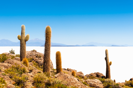 Big cactus on Incahuasi island, Salar de Uyuni salt flat, Altiplano, Bolivia.の写真素材