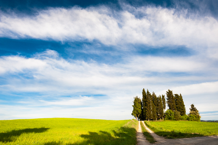Green fields and the blue sky in Tuscany, Italy. Beautiful summer landscapeの写真素材