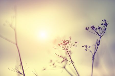 Dry grasses in a field at sunset. Beautiful nature background. Shallow depth of field, vintage filterの写真素材