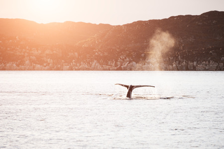 Humpback whale dives and shows the tail in Atlantic ocean, western Greenlandの写真素材
