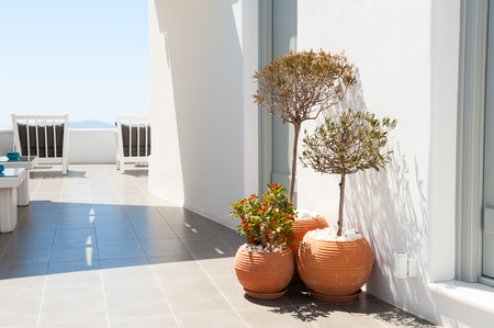 Decorative trees in the clay pots on the terrace. White architecture on Santorini island, Greece.の写真素材