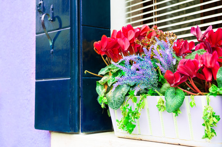 Blossoming flowers in the pot on the window with blue shutters. Colorful architecture in Burano island, Venice, Italy.の写真素材