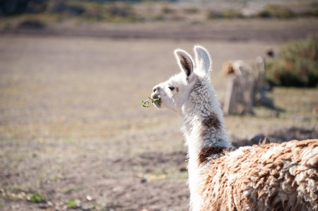 Llama eating grass on a farm in Altiplano, Bolivia.の写真素材