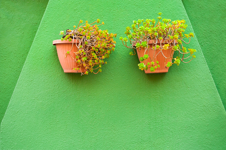 Flowers in the pots on the green wall. Colorful architecture in Burano island, Venice, Italy.の写真素材