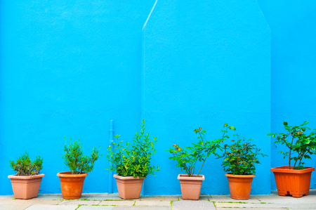 Blue wall of the house and green plants in the pots. Burano island, Venice, Italy. Beautiful concept background.の写真素材