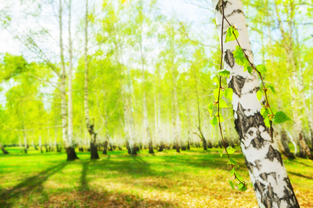 Birch with green leaves in a spring forest at sunny day. Shallow depth of field. Green nature backgroundの写真素材