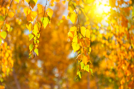 Trees with yellow leaves in autumn forest at sunny day. Selective focus. Beautiful autumn backgroundの写真素材