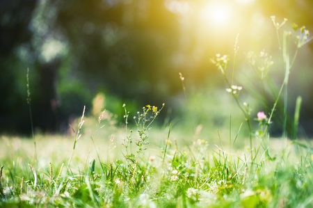 Green grass in the summer forest in the sunlight. Shallow depth of field. Green nature backgroundの写真素材